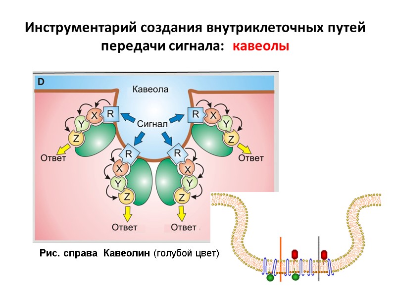 Инструментарий создания внутриклеточных путей передачи сигнала:  кавеолы Рис. справа  Кавеолин (голубой цвет)